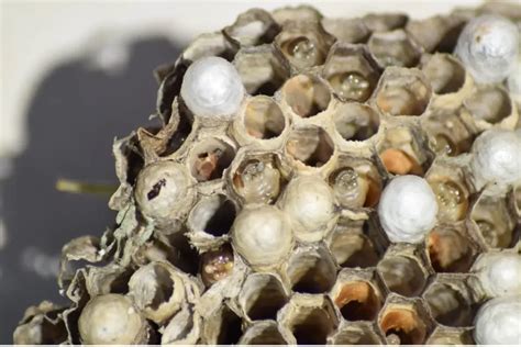 wasp nest electrical box|dish soap for electrical wasps.